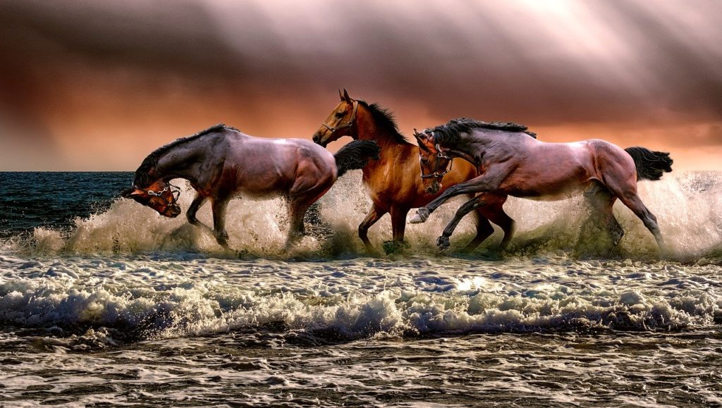 海を渡る馬